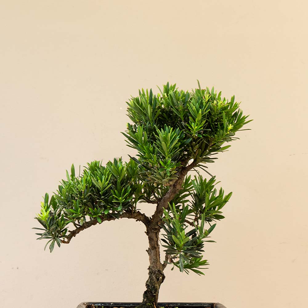 Podocarpus Onīsan