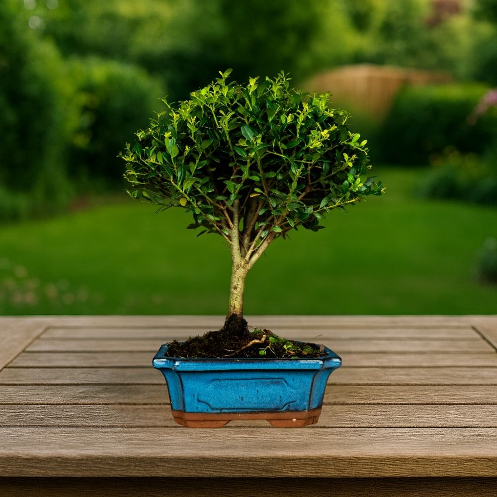 Bonsai testowe