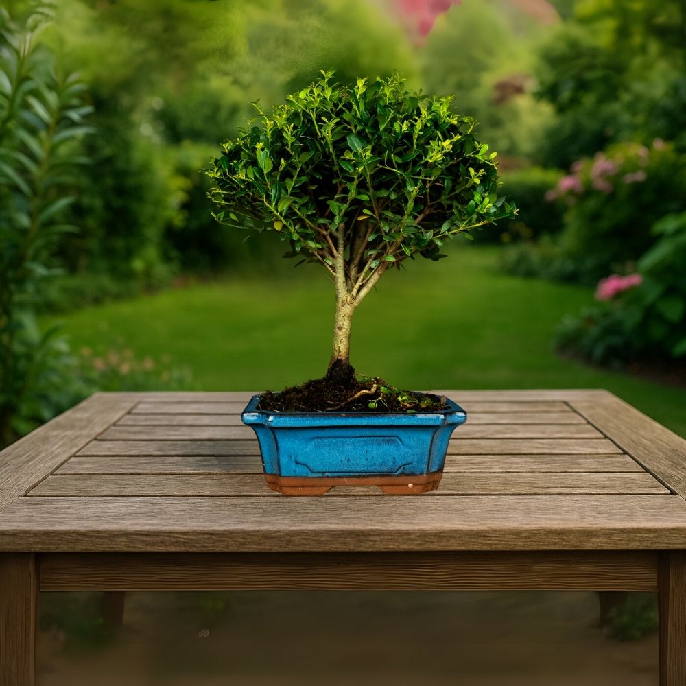 Bonsai testowe