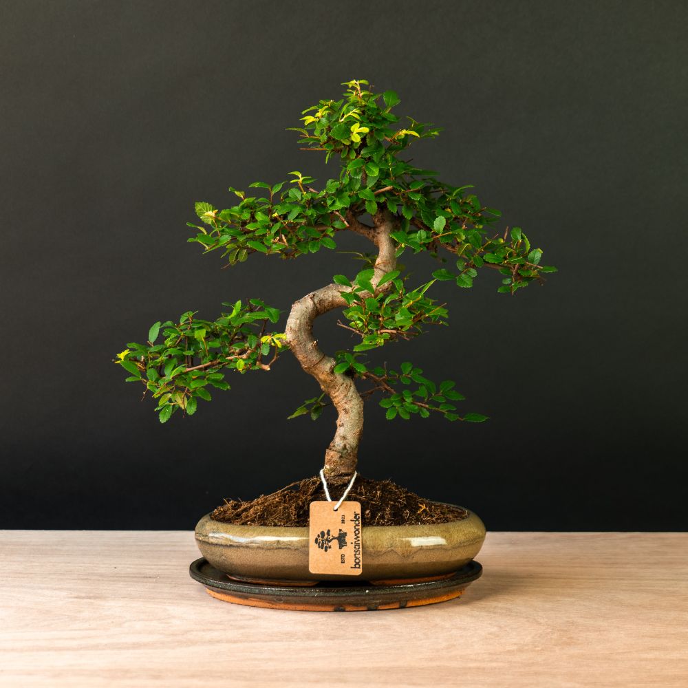 Zelkova Sensai