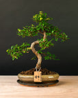 Zelkova Sensai