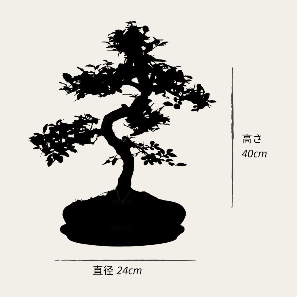 Zelkova Sensai