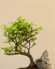 Krajobraz Zelkova