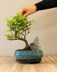 Krajobraz Zelkova