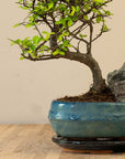 Krajobraz Zelkova